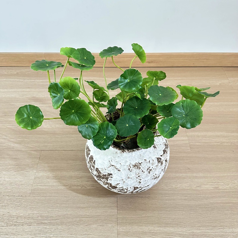 2 adet Yapay Pilea Peperomioid - Pilea Peperomioides incelemesi ve fiyatı