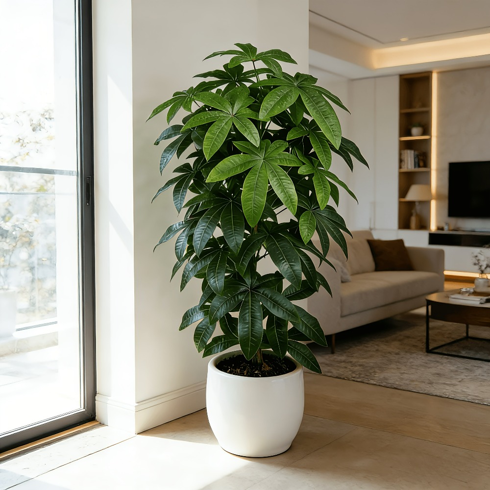 Bilimsel olarak bilinen para a - Dracaena Marginata incelemesi ve fiyatı